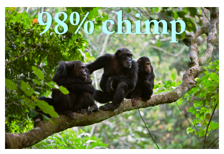 98% chimp.png